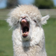 Image for article titled Yawning isn't just for the sleepy... it actually cools the brain